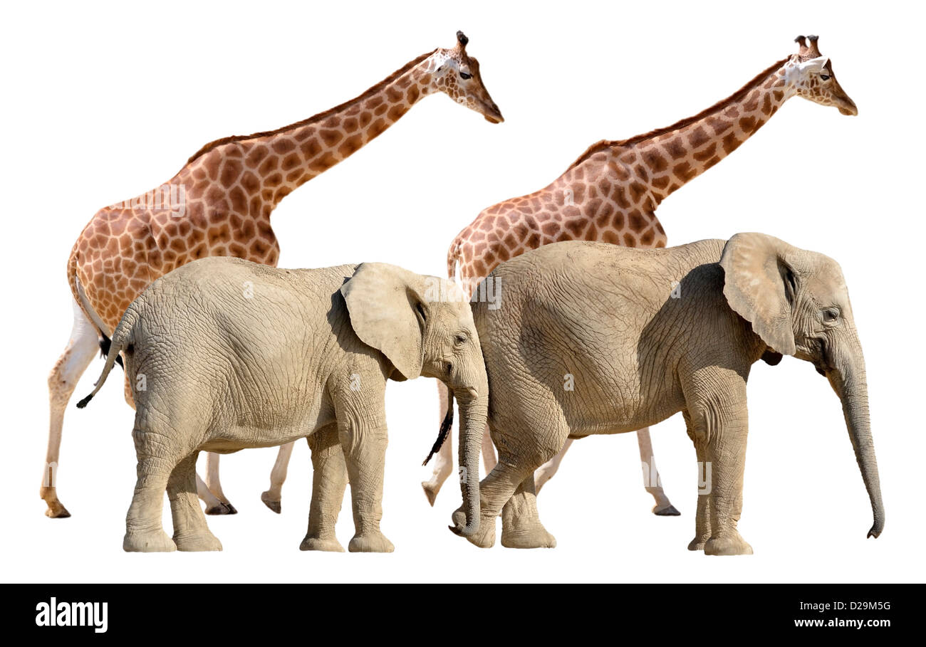 Two girafes and two African elephants walking isolated on white background Stock Photo