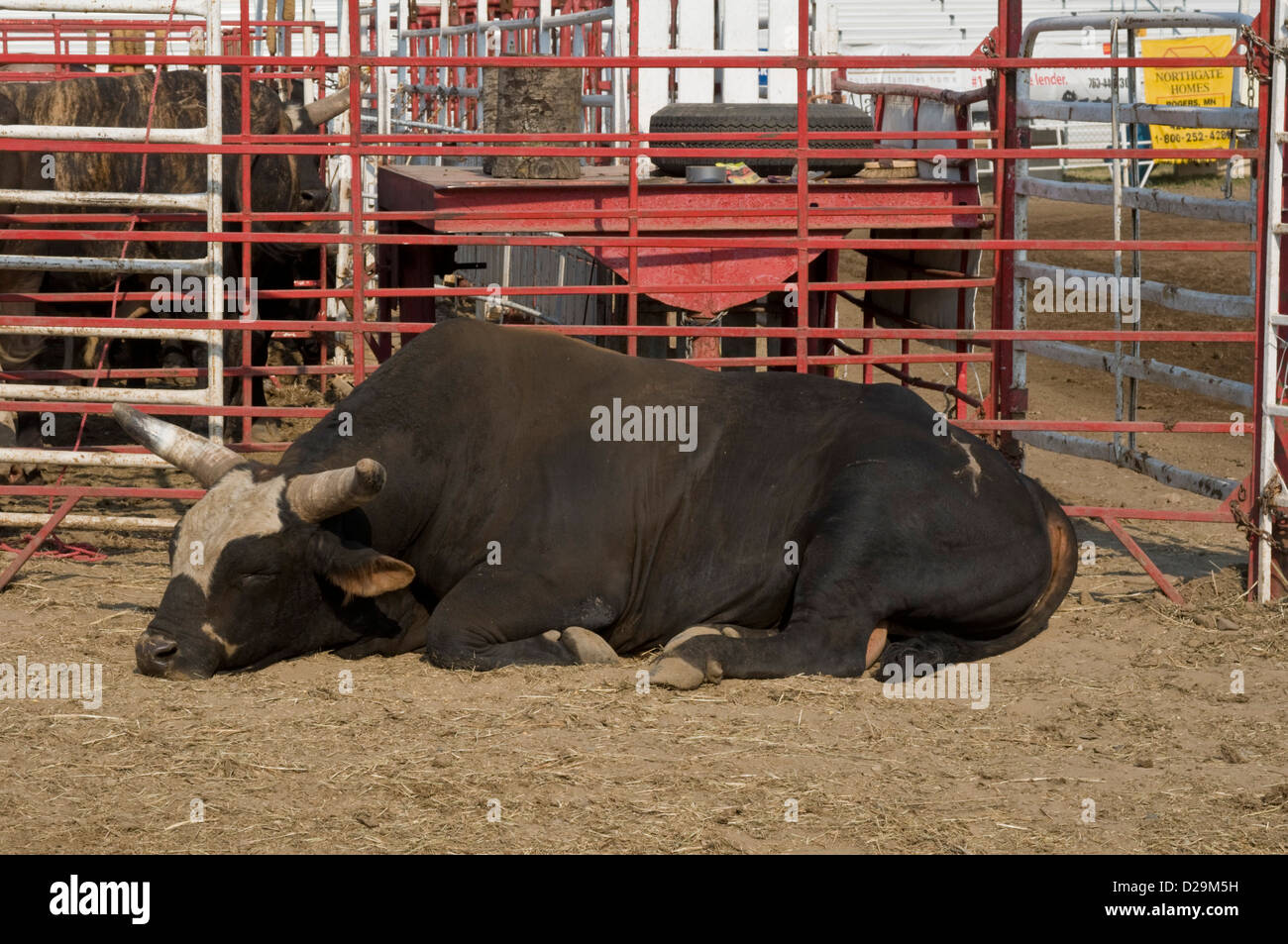 Rodeo animal hi-res stock photography and images - Alamy