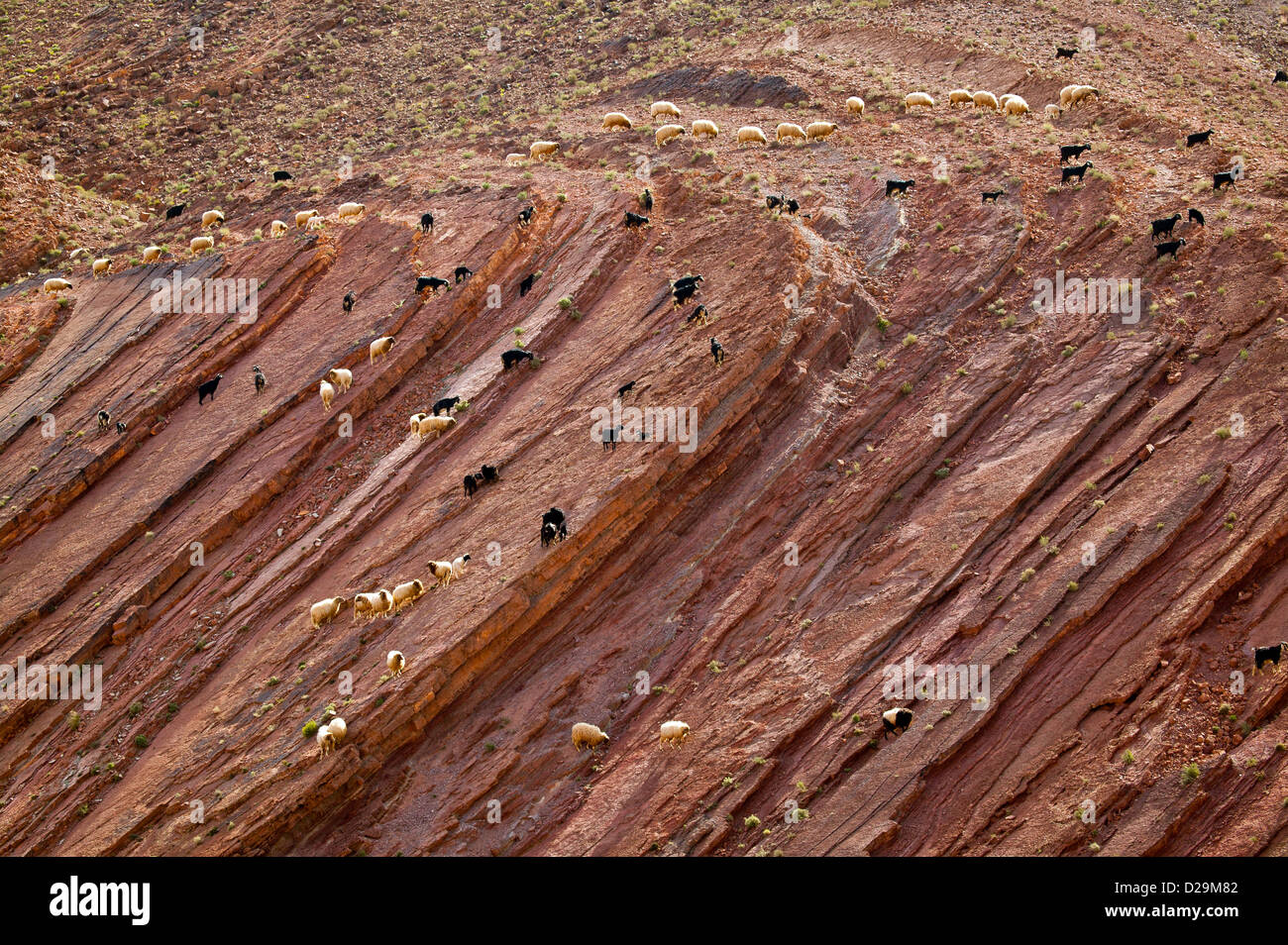 Rock Flocks FLOCKS CROSSING AND GRAZING ON A ROCK FACE IN MOROCCO IN DESERT ...