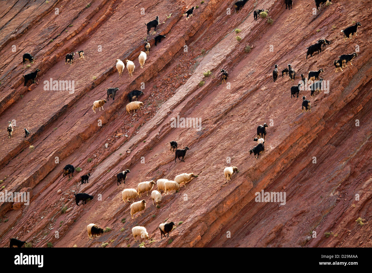 SHEEP AND GOAT FLOCKS CROSSING AND GRAZING ON A SHEER ROCK FACE IN MOROCCO Stock Photo