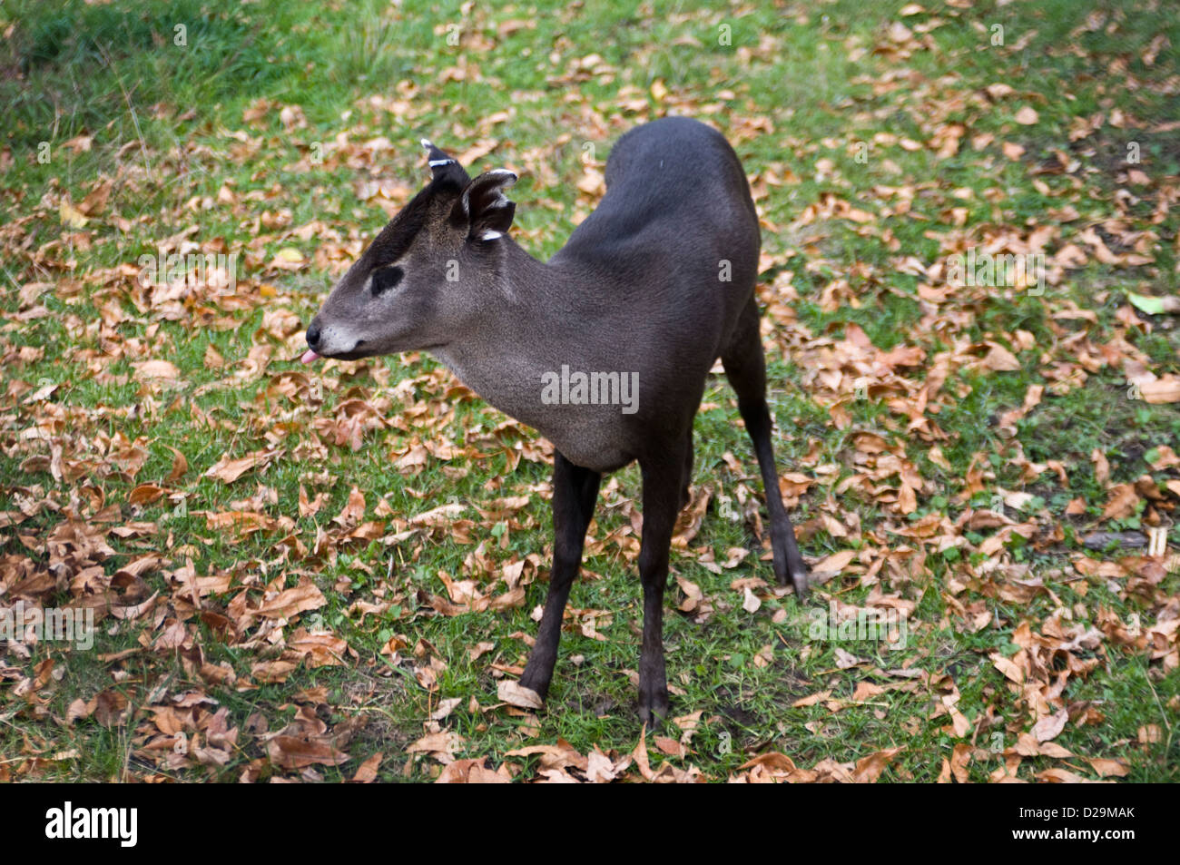 Tufted deer Stock Photo