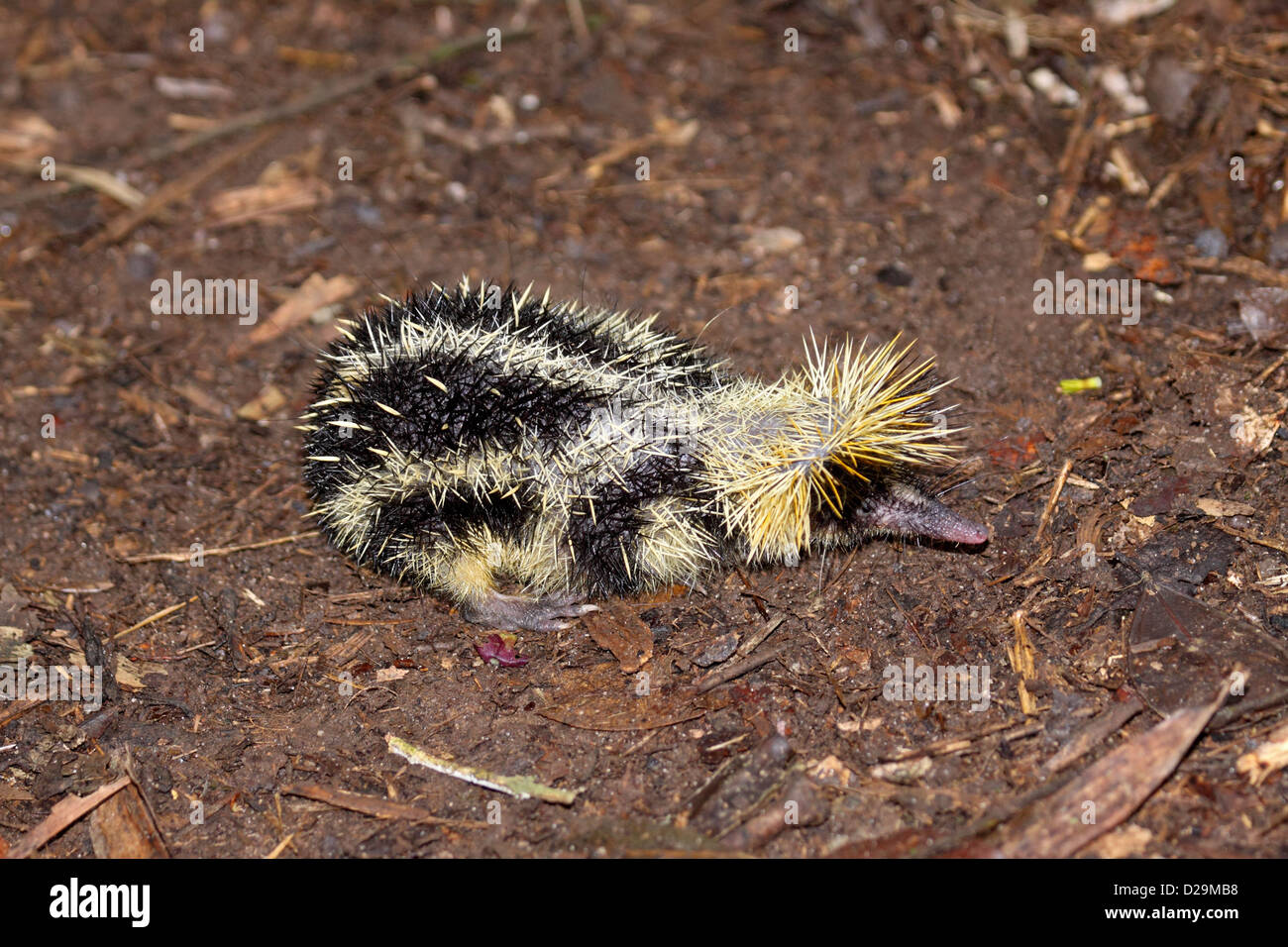 Lowland streaked tenrec on forest floor in Madagascar Stock Photo - Alamy