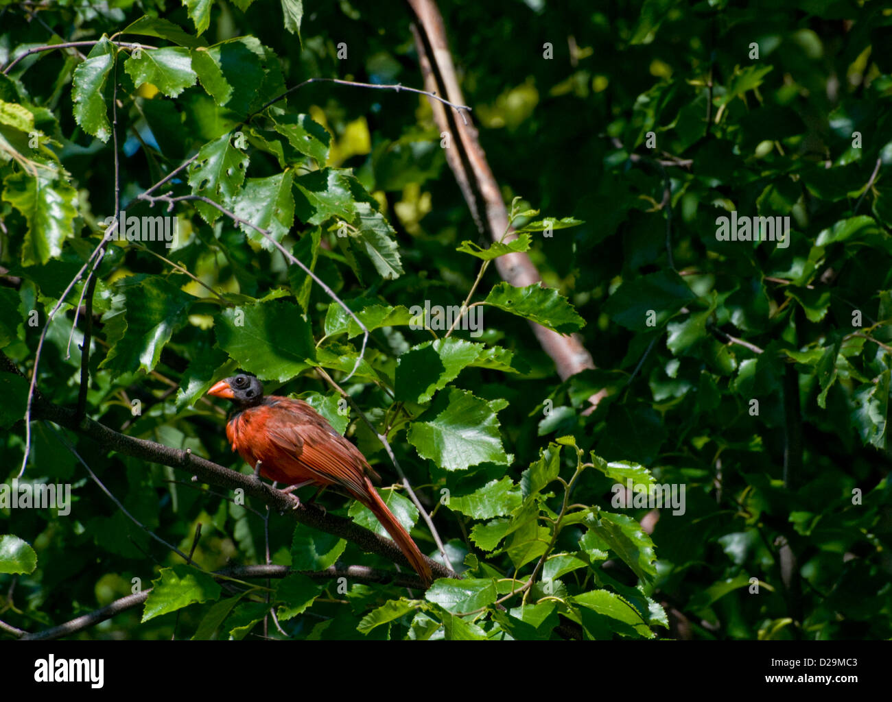 Northern cardinal in molting stage Stock Photo