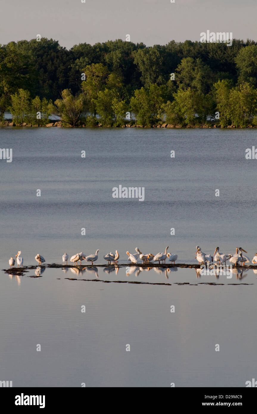 American white pelicans Stock Photo - Alamy