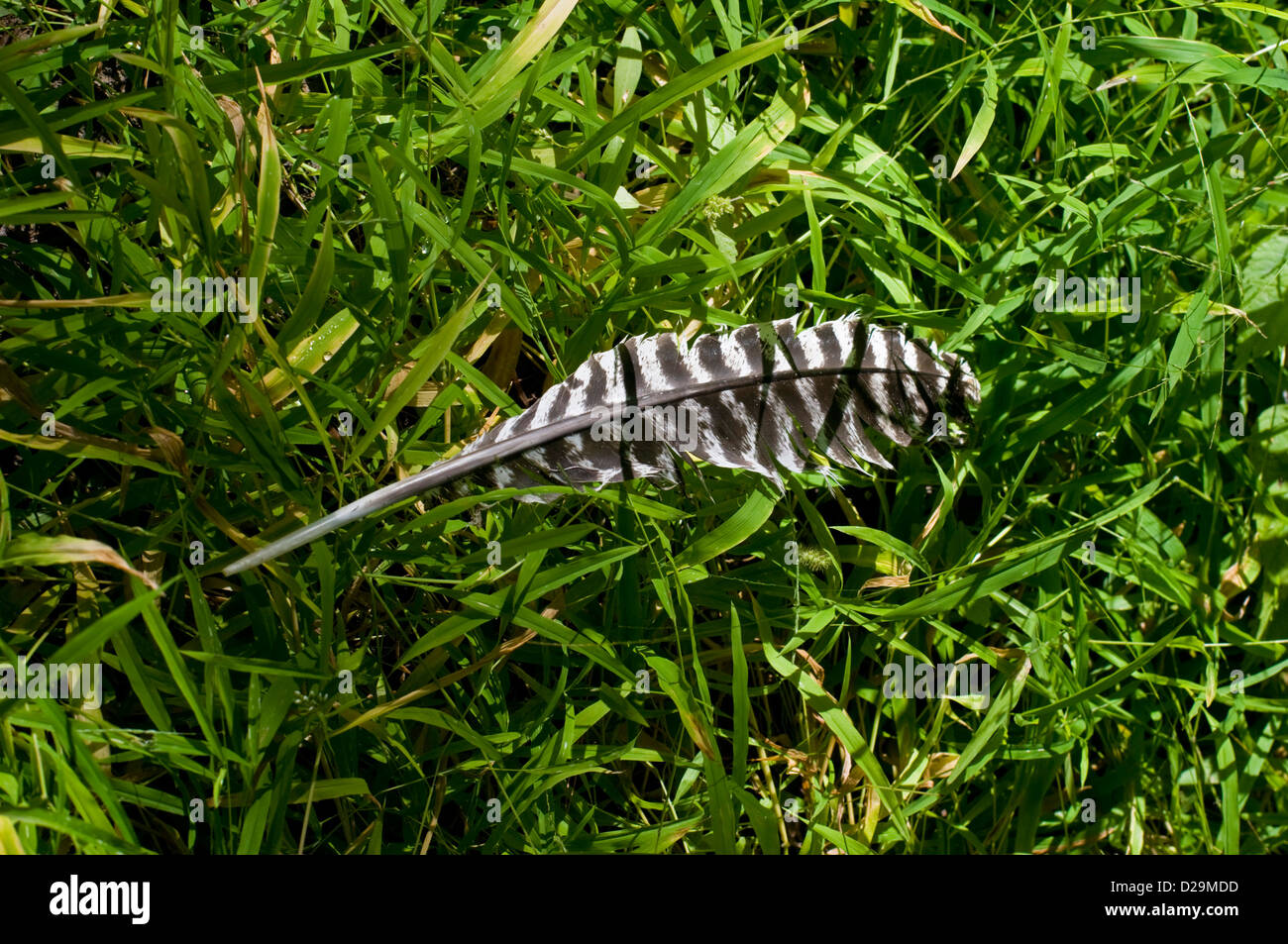 Turkey wing feather Stock Photo - Alamy