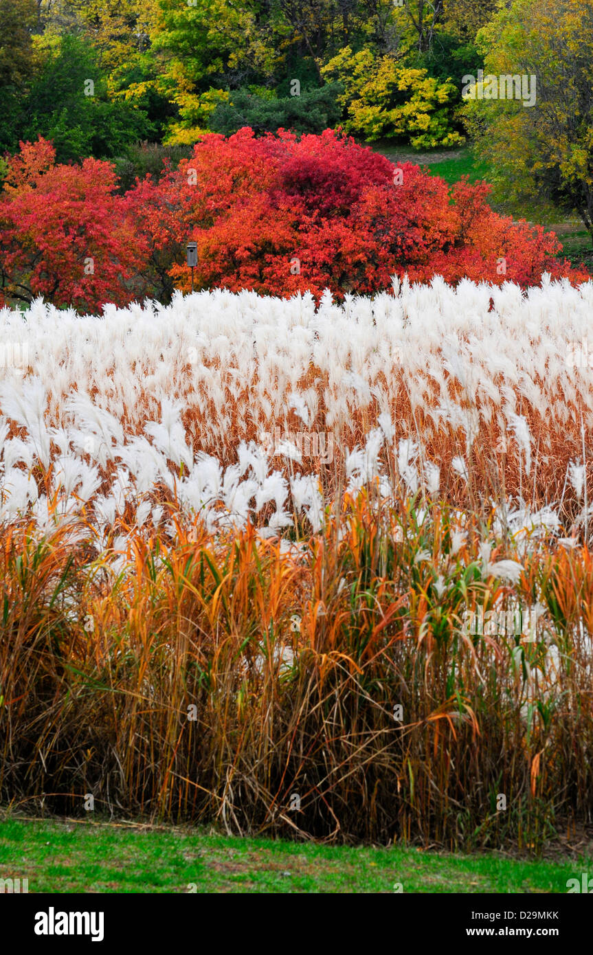 Pompous grass in the fall Stock Photo