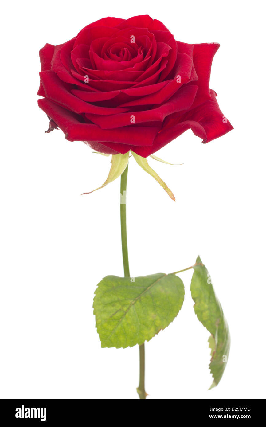 Isolated rose Stock Photo - Alamy