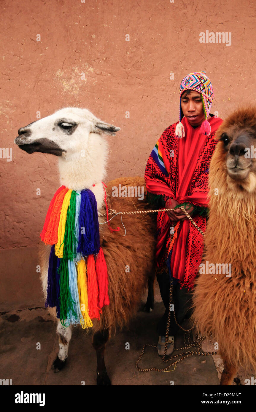 Peruvian Boy With Llama And Alpaca Stock Photo