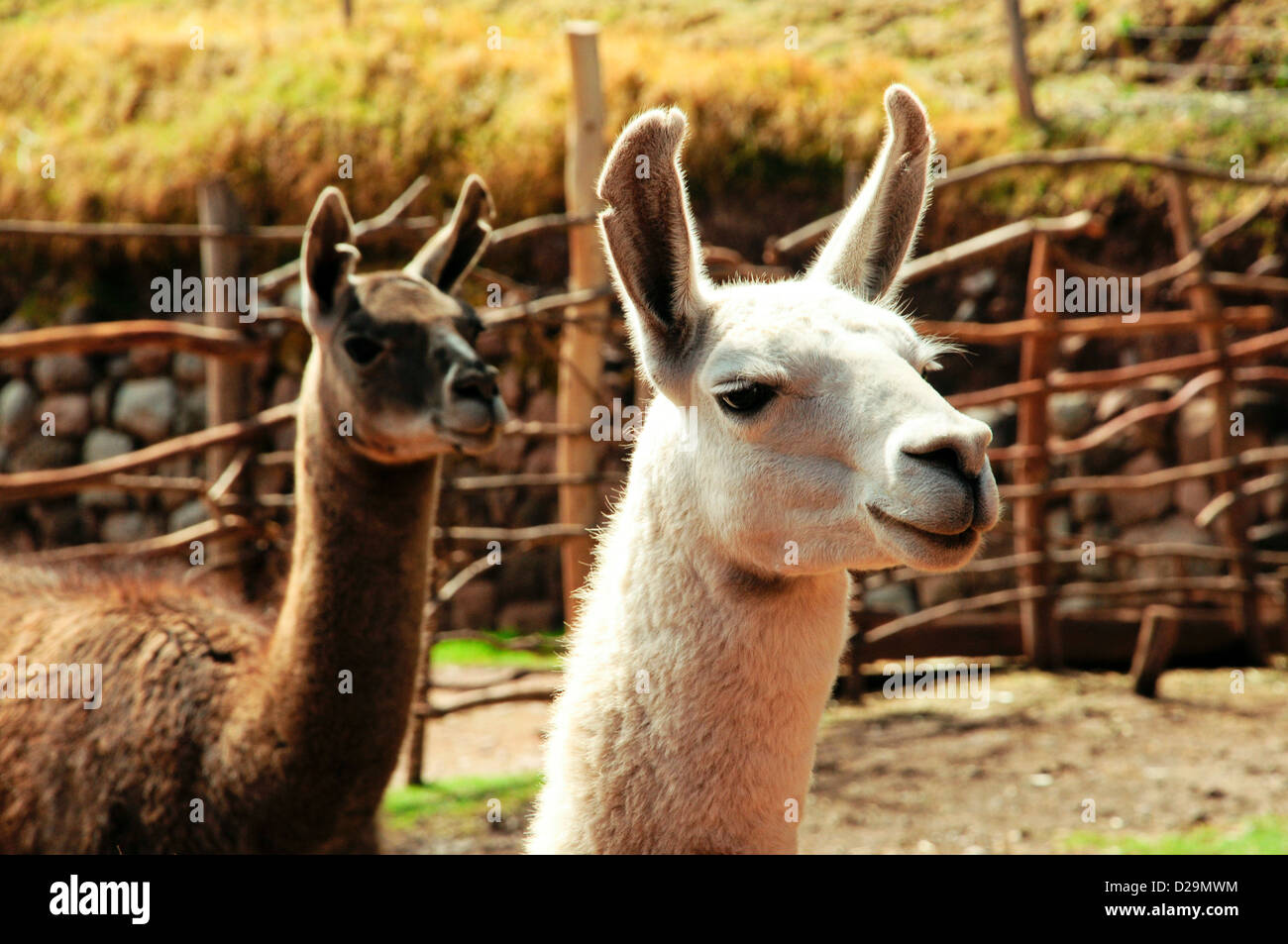 Two Llamas, Peru Stock Photo