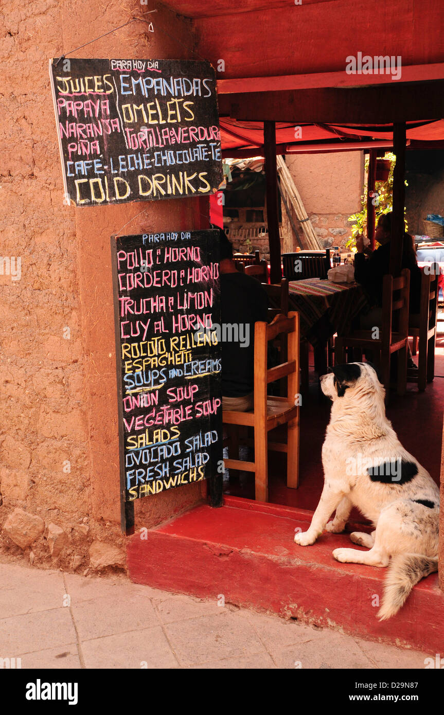 Dog Reading Menu, Peru Stock Photo