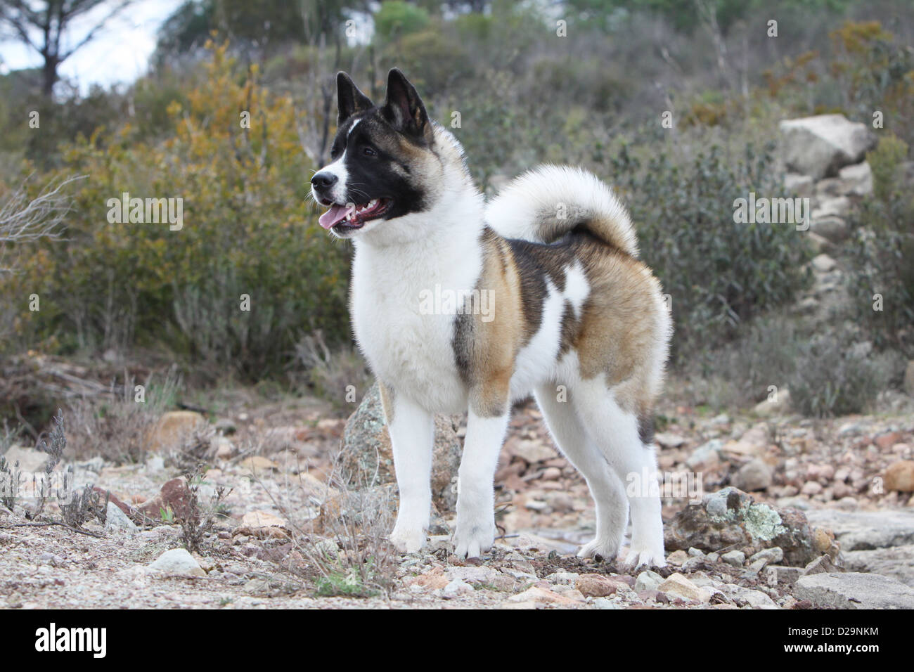 akita adult size