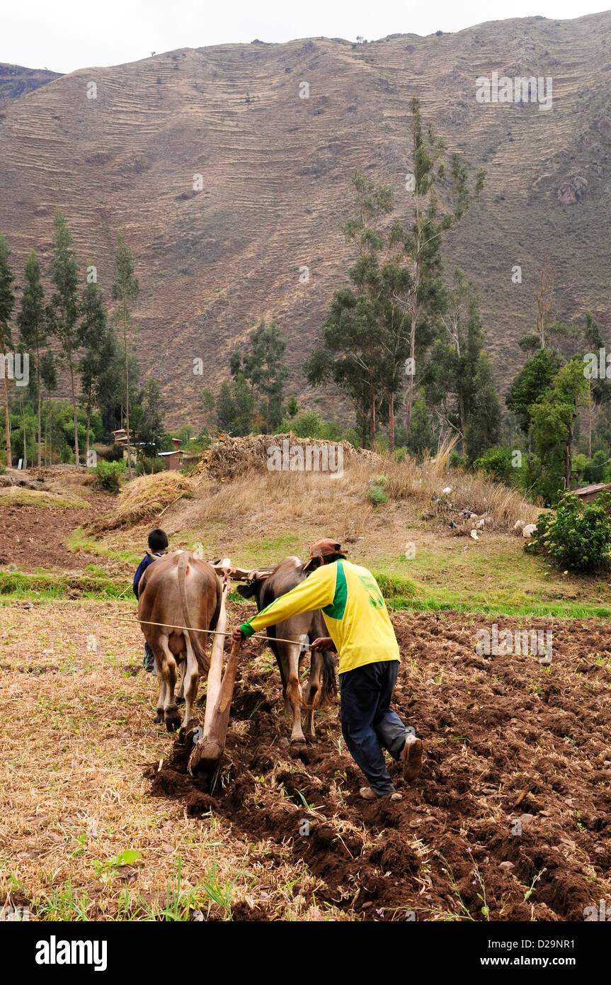 Farmer Using Wooden Plow, Peru Stock Photo