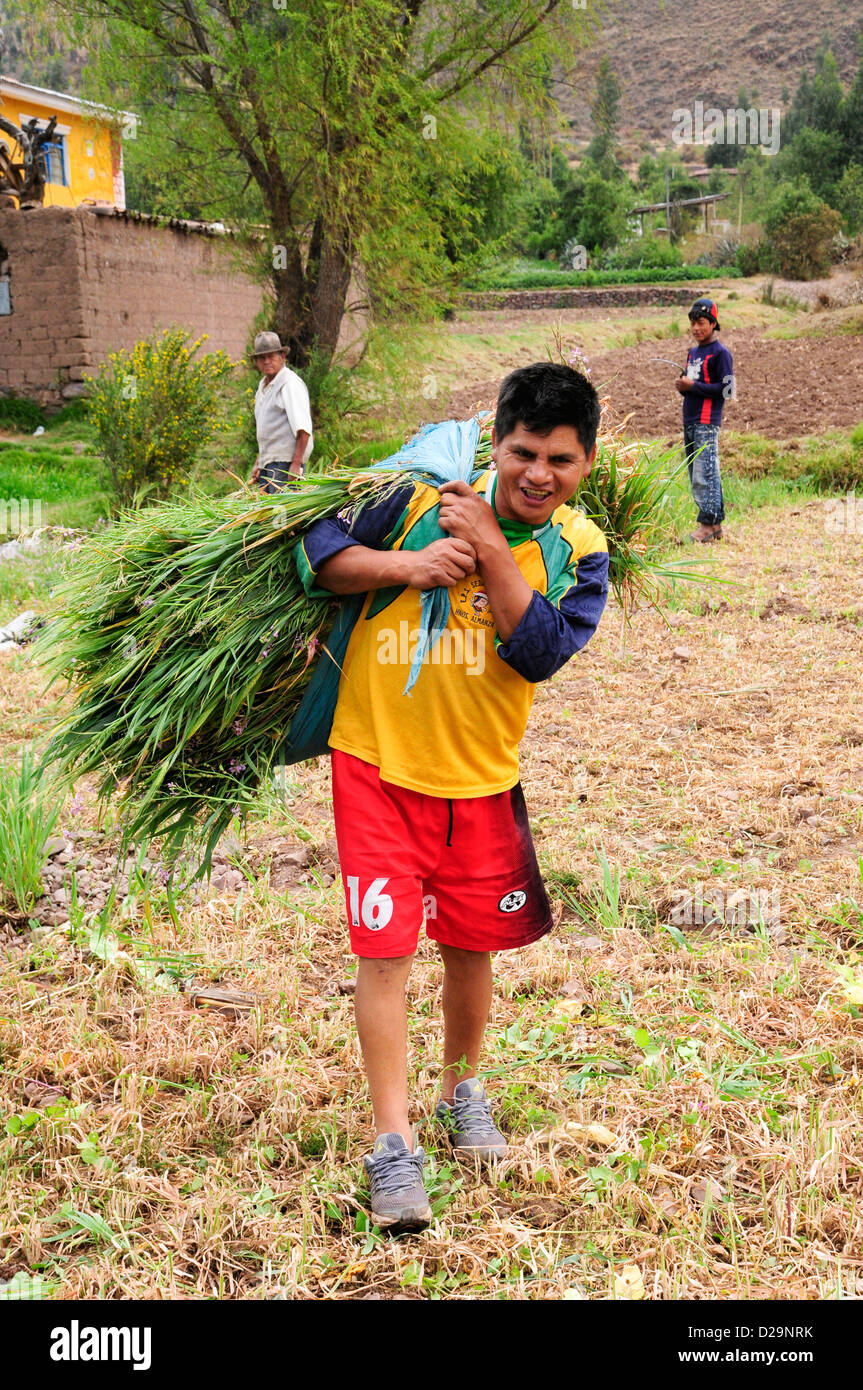 Harvesting Grain, Peru Stock Photo