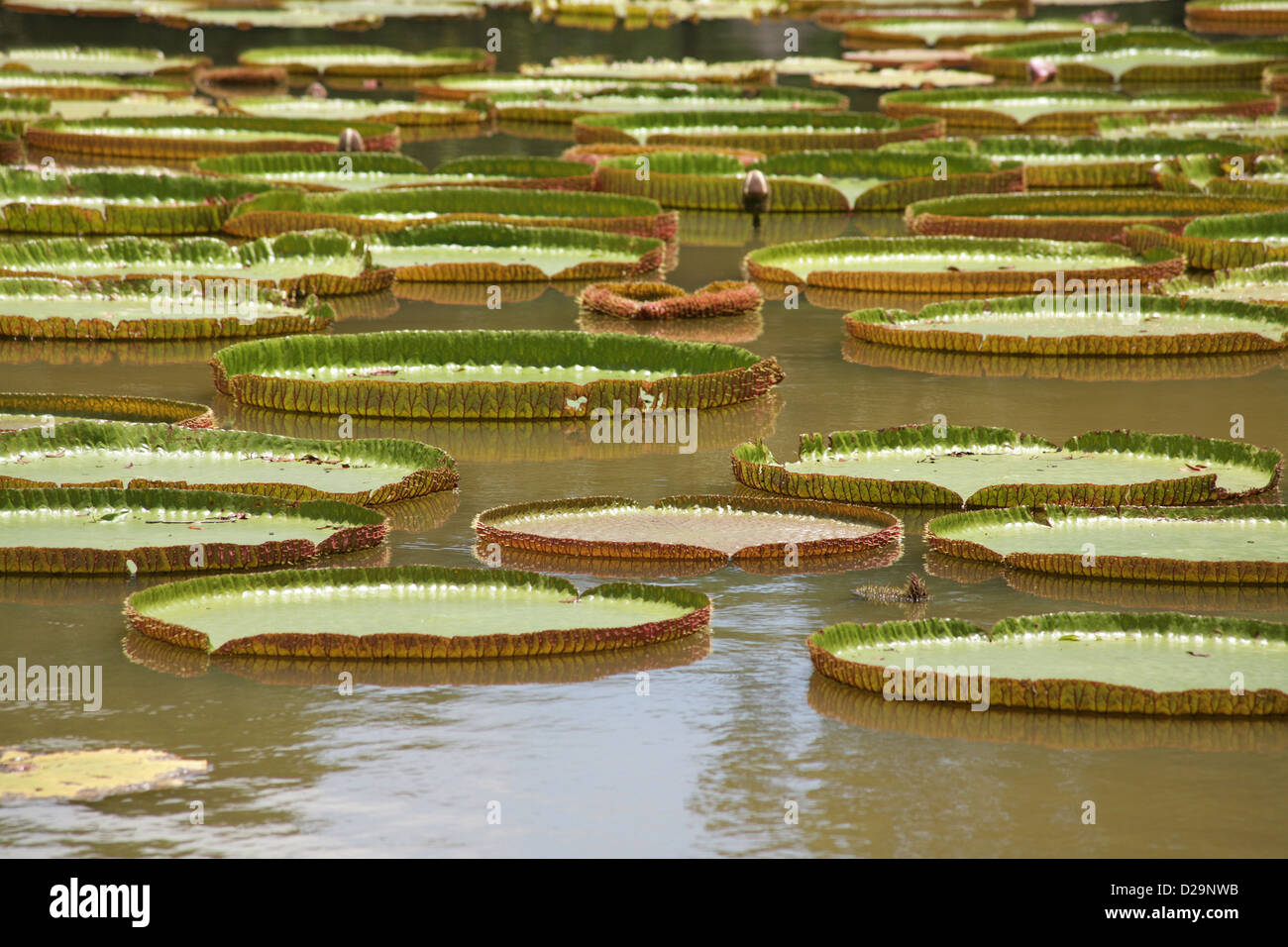 Pamplemousse, Mauritius, giant water lilies in the SSR Botanical Garden Stock Photo
