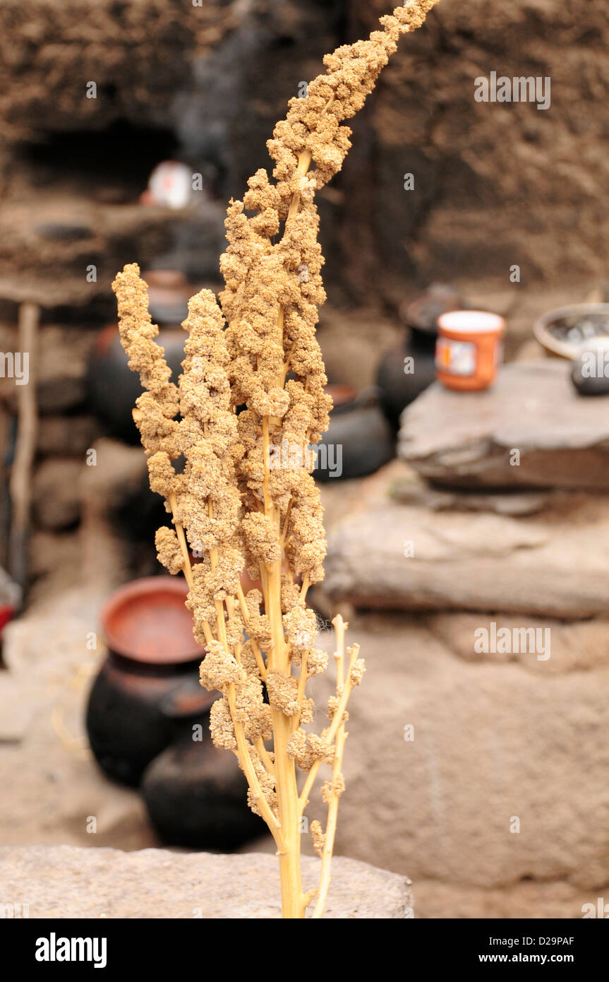 Quinoa Cereal Plant, Peru Stock Photo