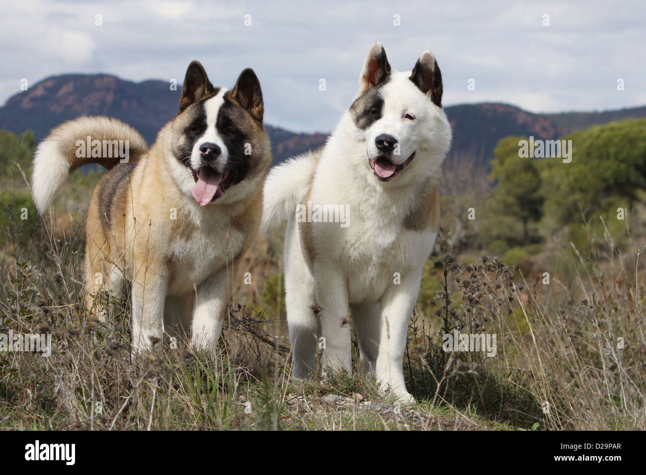 Dog American Akita / Great Japanese Dog two adults standing in a meadow  Stock Photo - Alamy