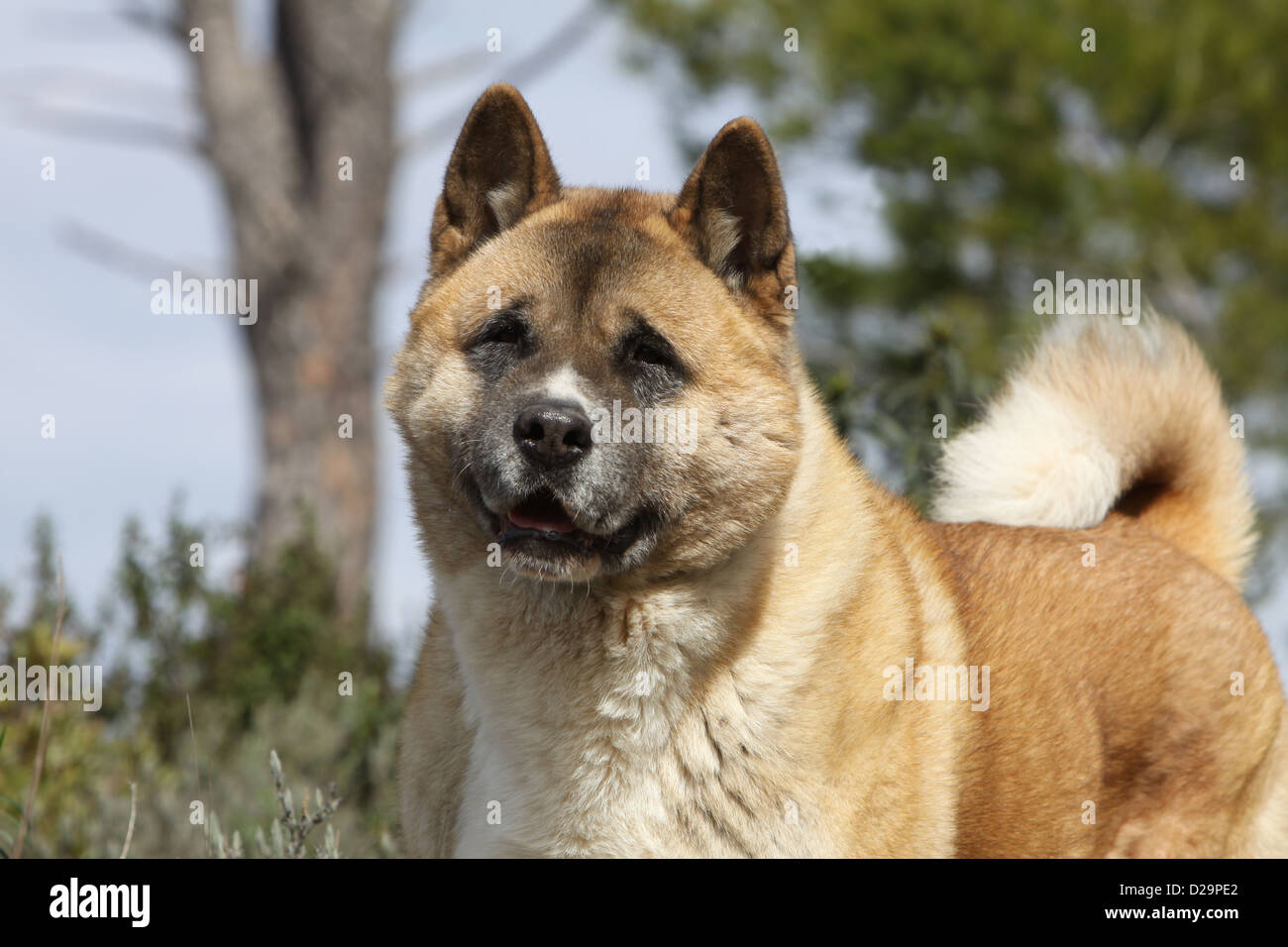 American Akita High Resolution Stock Photography And Images Alamy