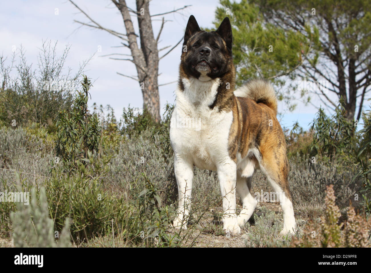 Dog American Akita / Great Japanese Dog adult standing Stock Photo - Alamy