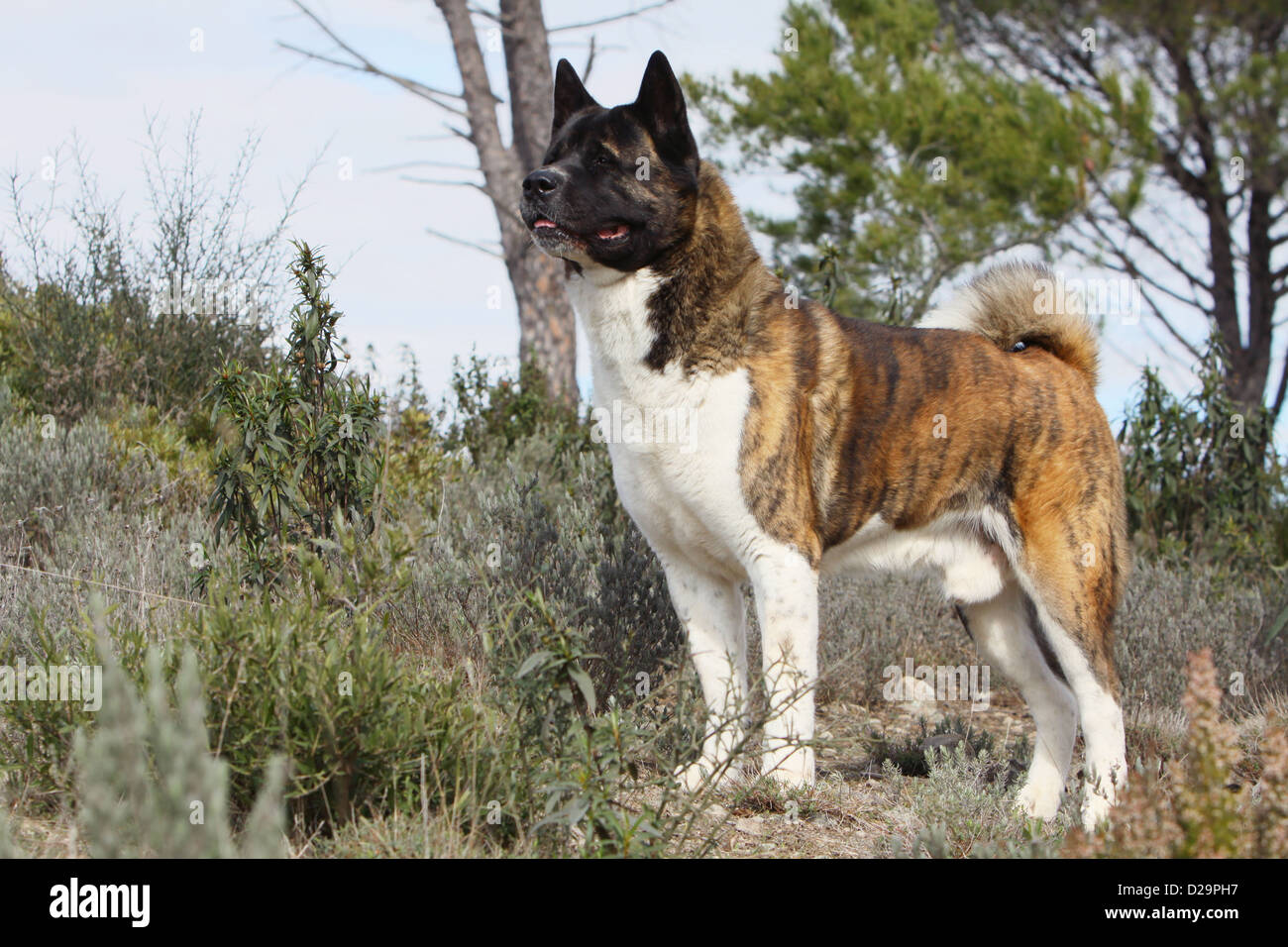 Akita deals dog brindle
