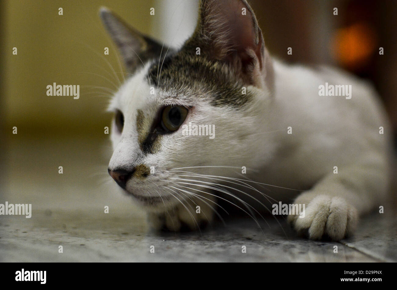 Cat about to attack Stock Photo Alamy