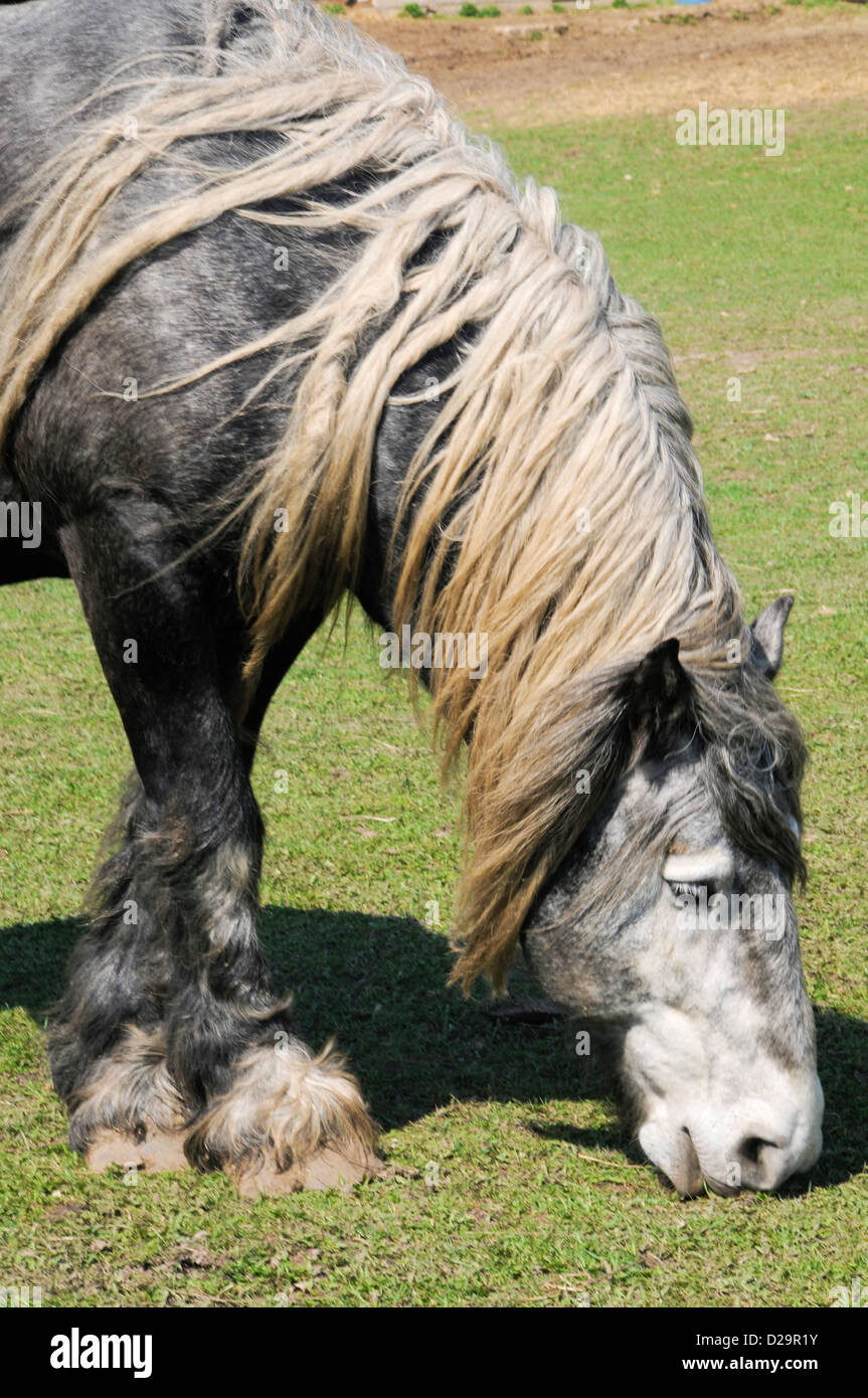 Shaggy Horse Stock Photo