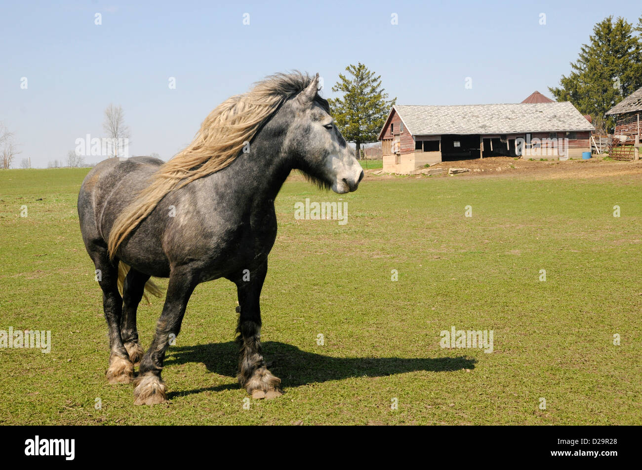 Shaggy Horse Stock Photo