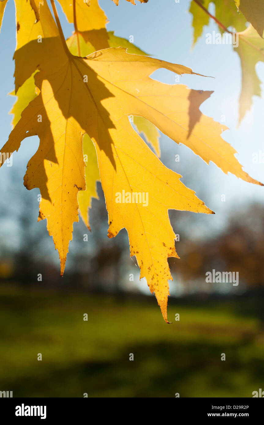 Silver maple leaves in fall hi-res stock photography and images - Alamy