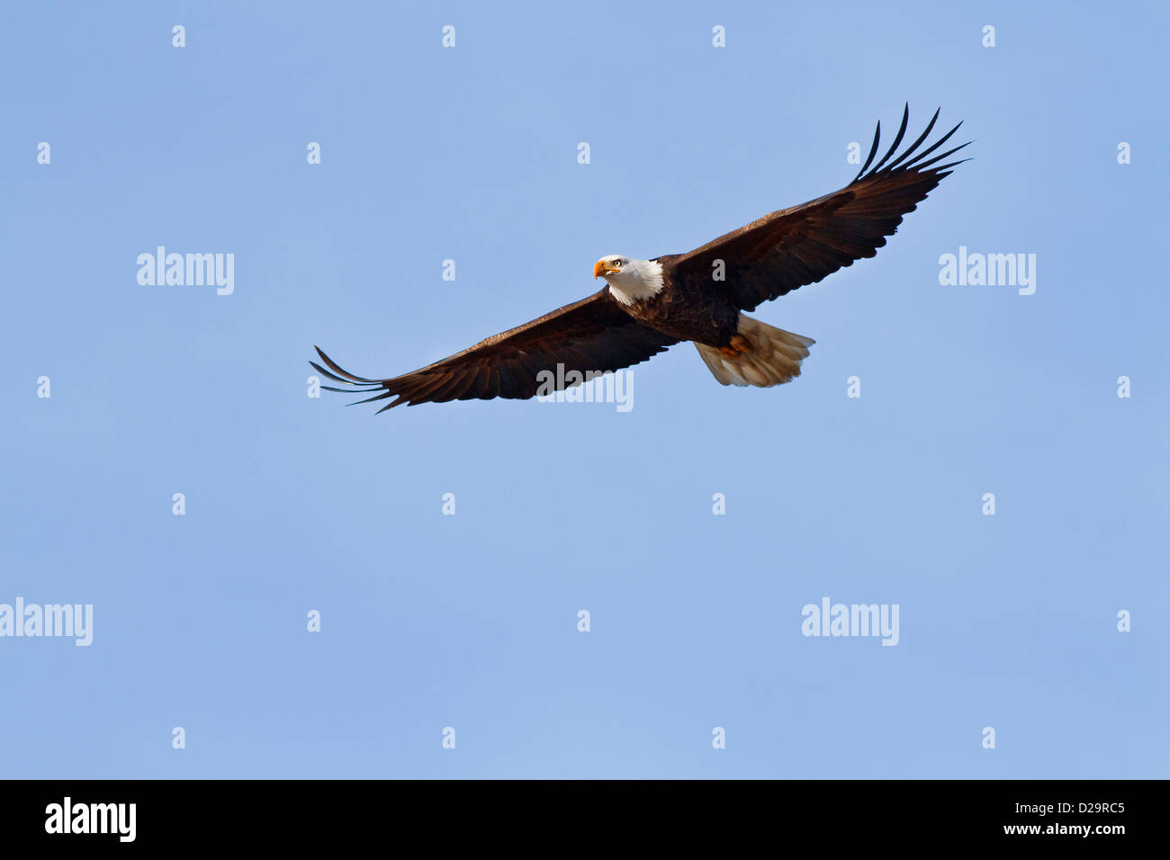 Eagle With Wings Spread High Resolution Stock Photography and Images