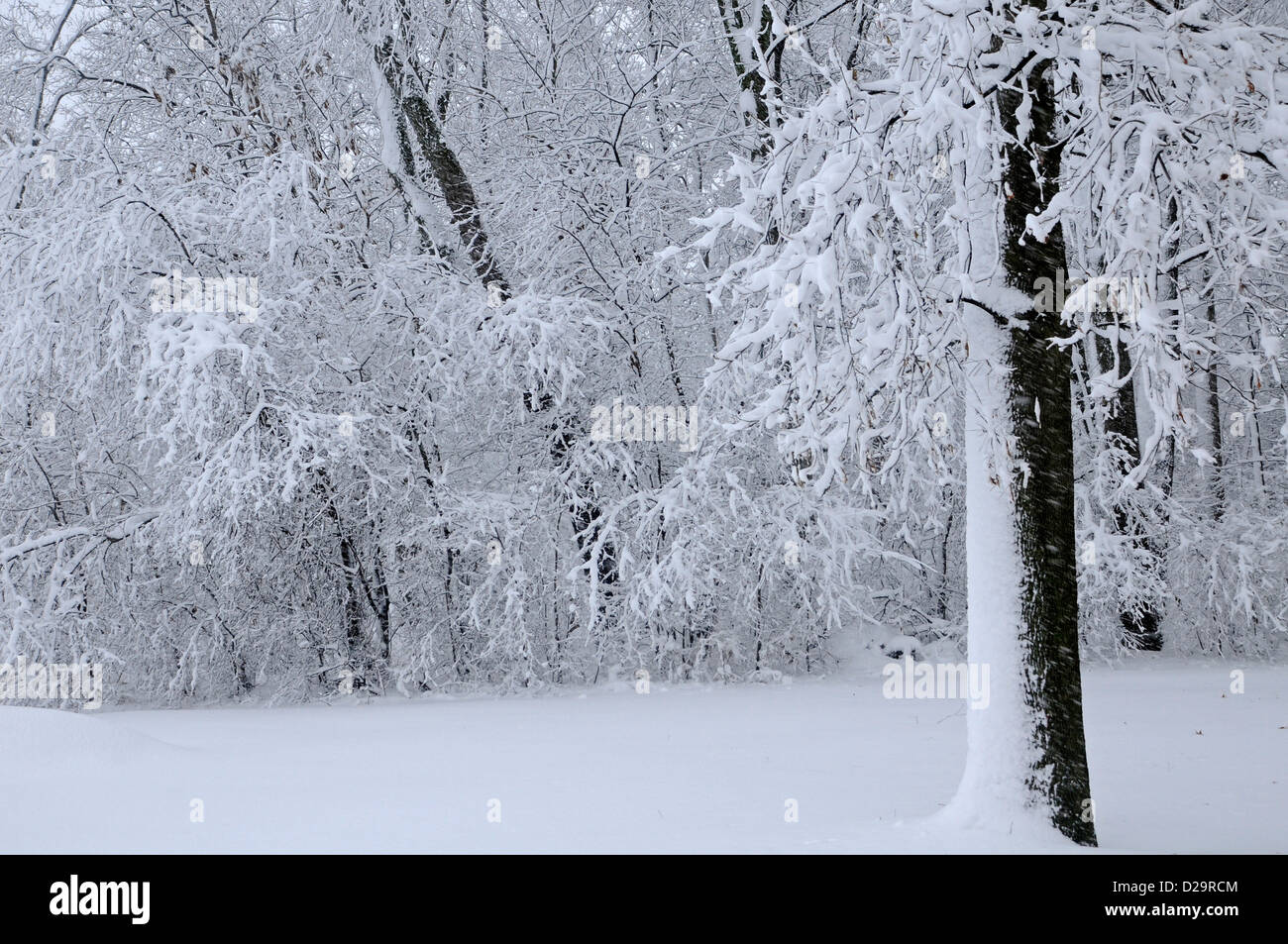 Woods In Snow. Wisconsin Stock Photo