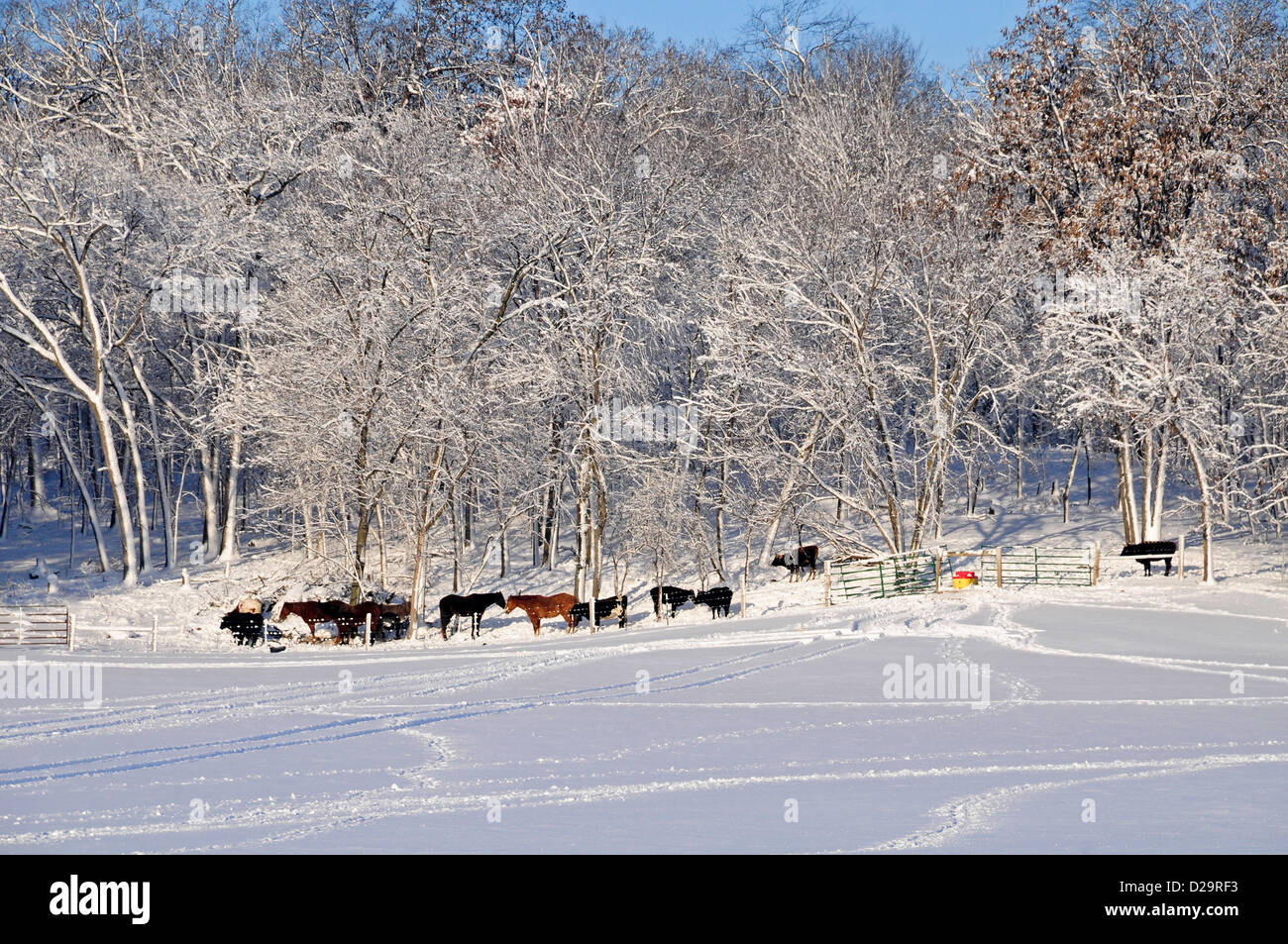 Horses In Snow. Wisconsin Stock Photo