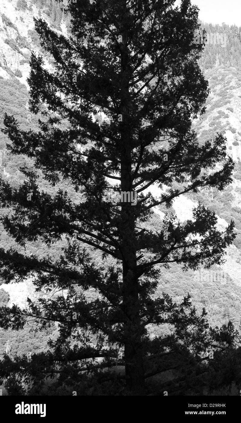 Ponderosa Pine Silhouette Stock Photo