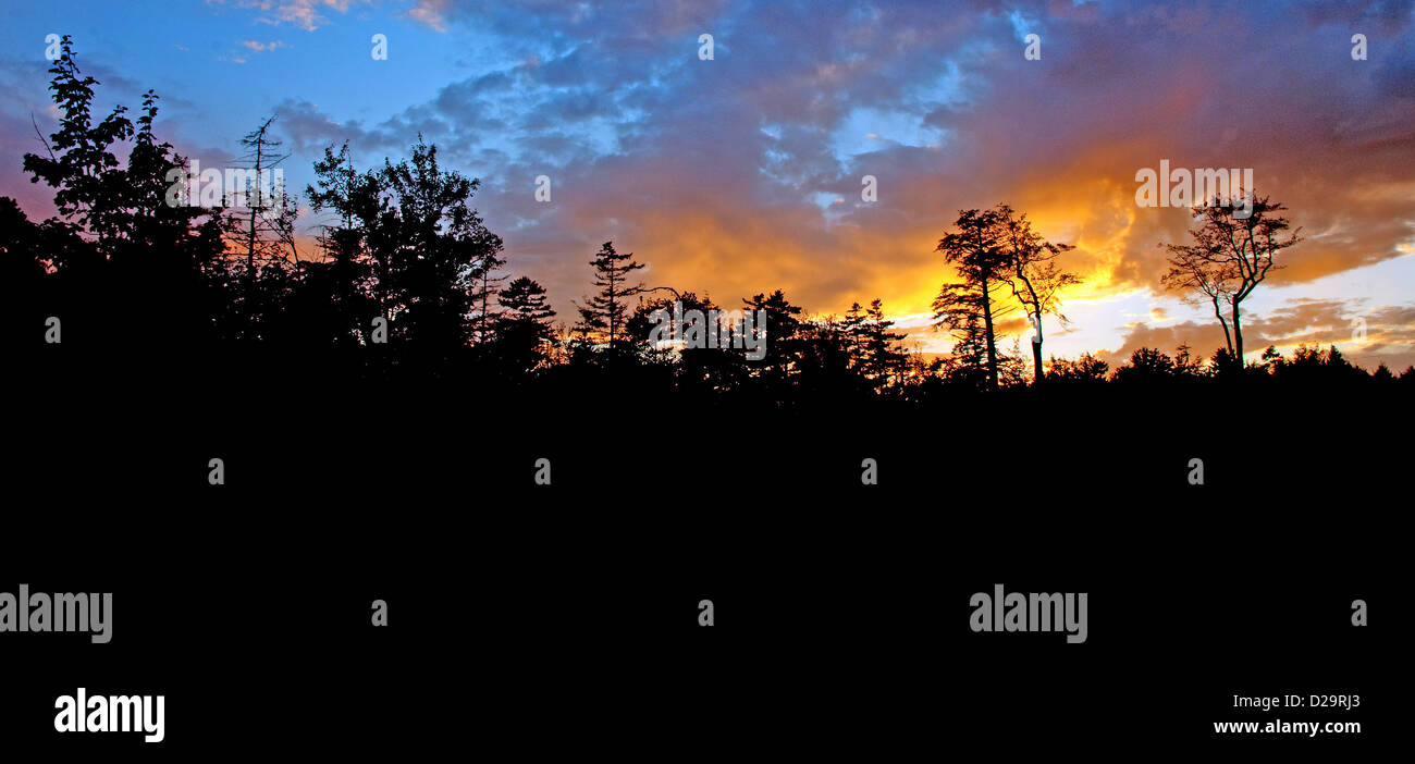 Tree Silhouettes at Sunset Stock Photo