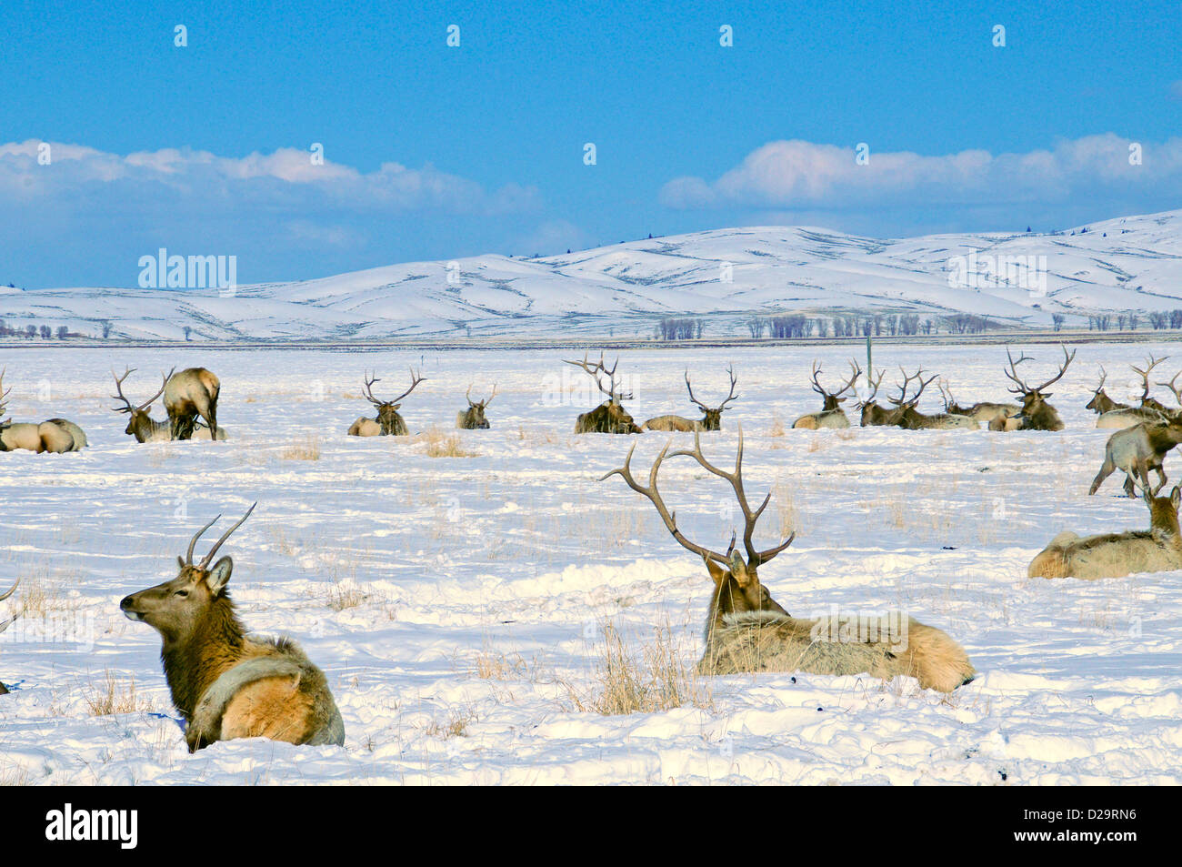 Elk, Jackson Hole, Wyoming Stock Photo Alamy