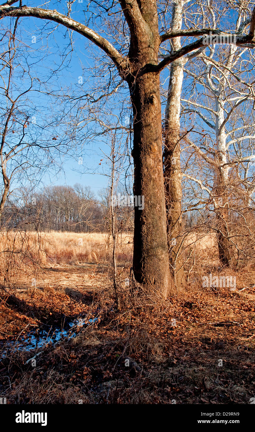 Sycamore tree winter hi-res stock photography and images - Alamy