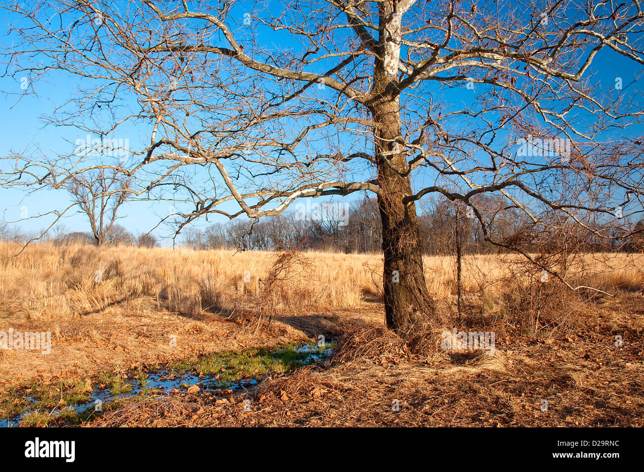American sycamore platanus occidentalis hires stock photography and