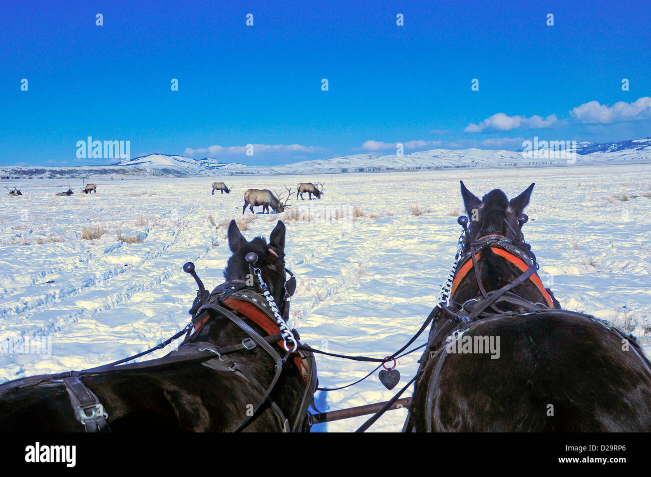 Horses, Jackson Hole, Wyoming Stock Photo