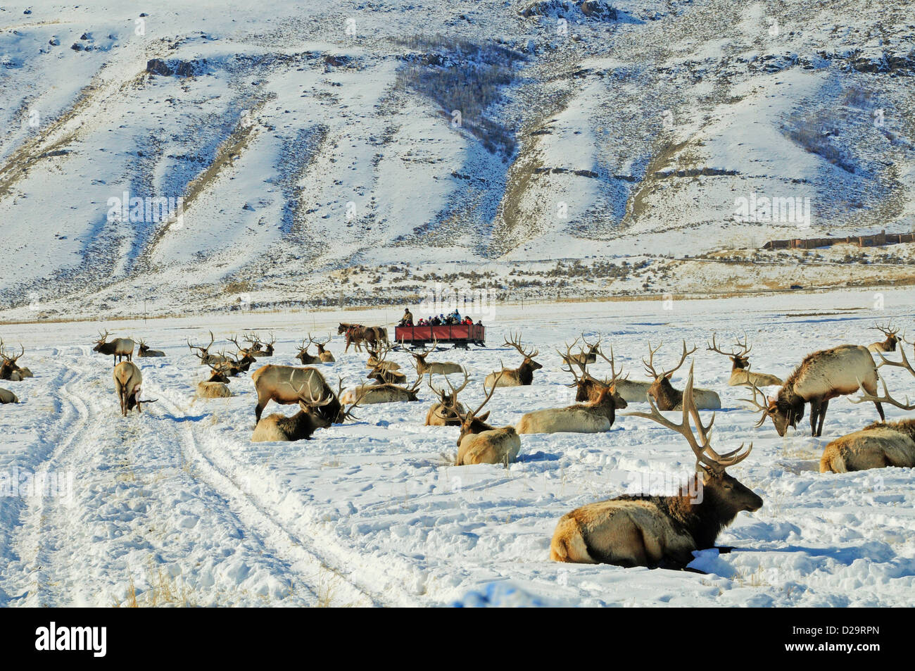 Elk, Jackson Hole, Wyoming Stock Photo