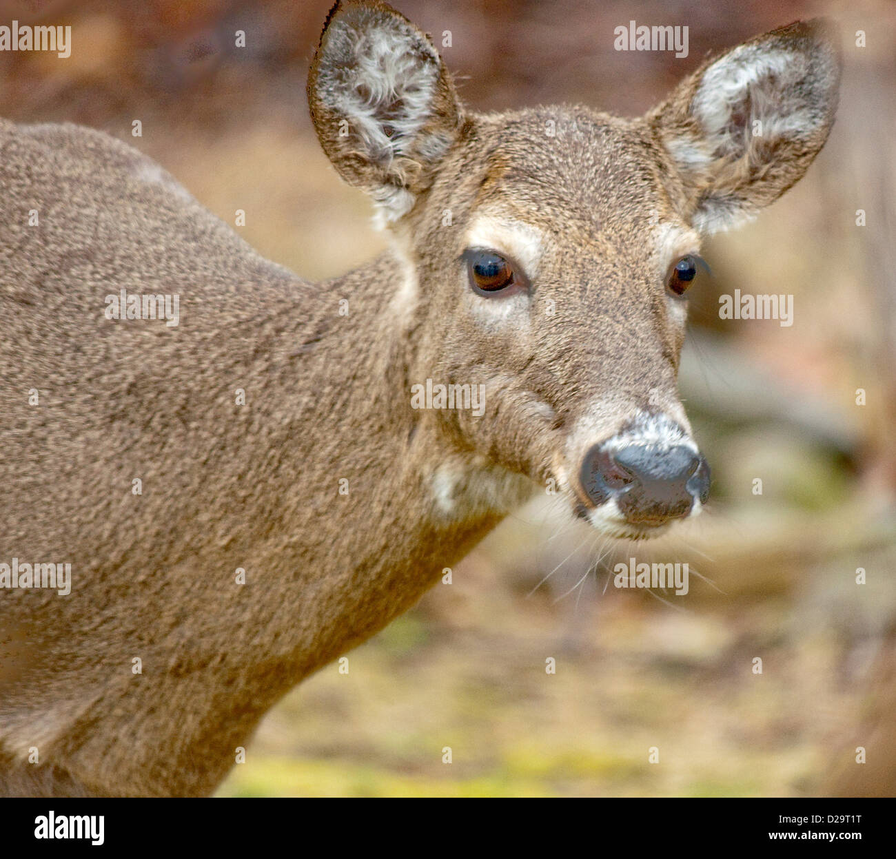 White vertebrate hi-res stock photography and images - Alamy