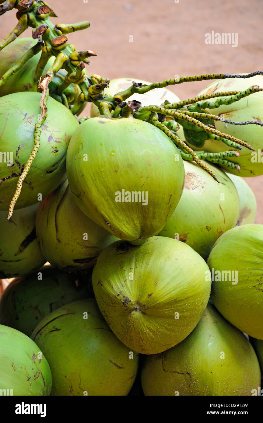 Coconut bunch hires stock photography and images Alamy