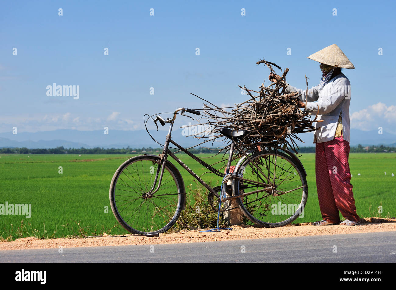 People Vietnam - Man collecting sticks / wood near rice fields near Hue, Vietnam Stock Photo