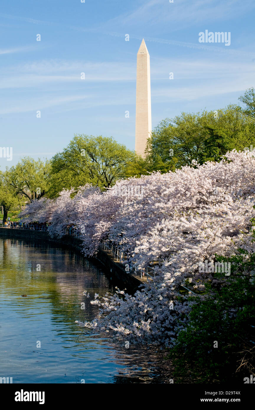 Washington, D.C., Washington Monument, Cherry Blossoms Stock Photo