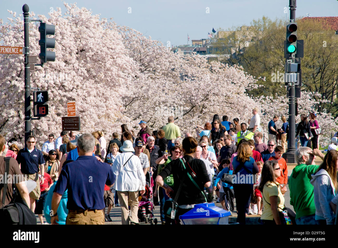 Washington, D.C., Cherry Blossoms Stock Photo