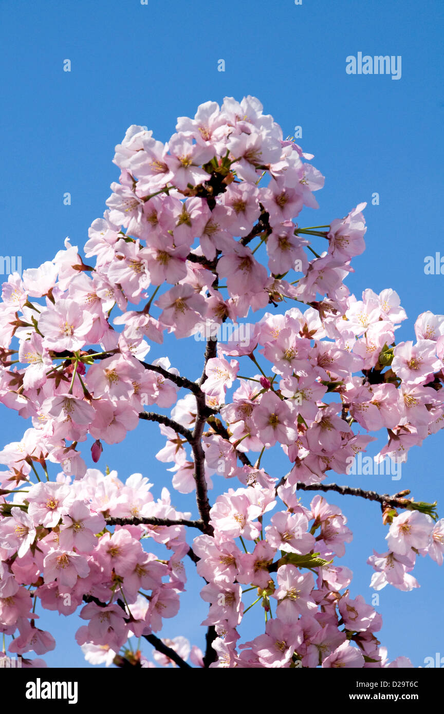 Washington, D.C., Cherry Blossoms Stock Photo