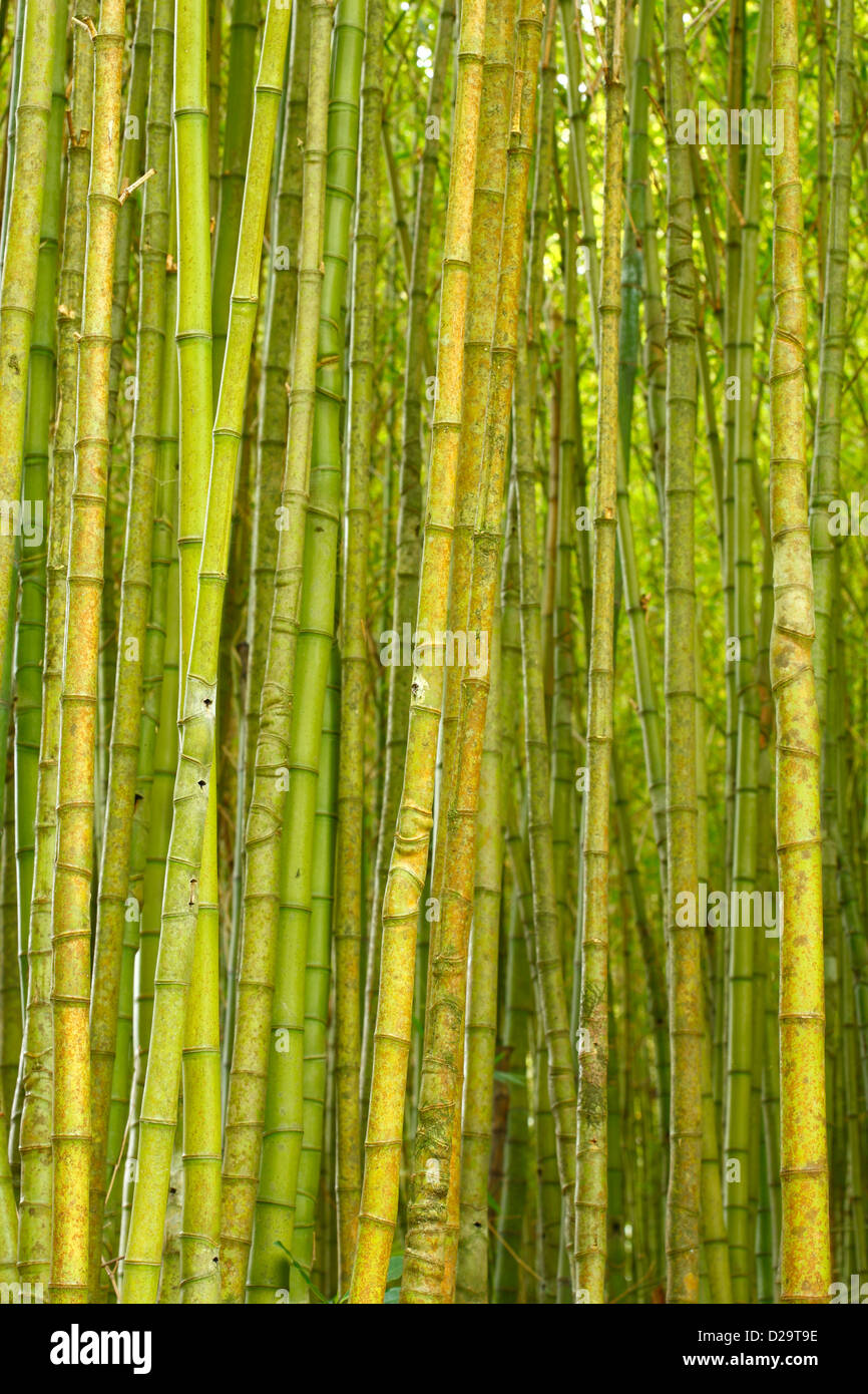 Bamboo forest Stock Photo