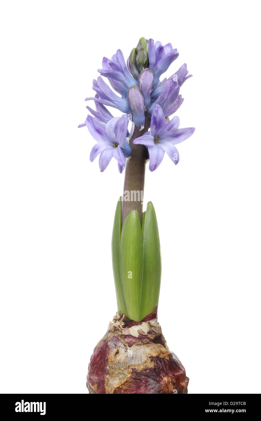 Hyacinth bulb, leaves and flower spike isolated against white Stock Photo