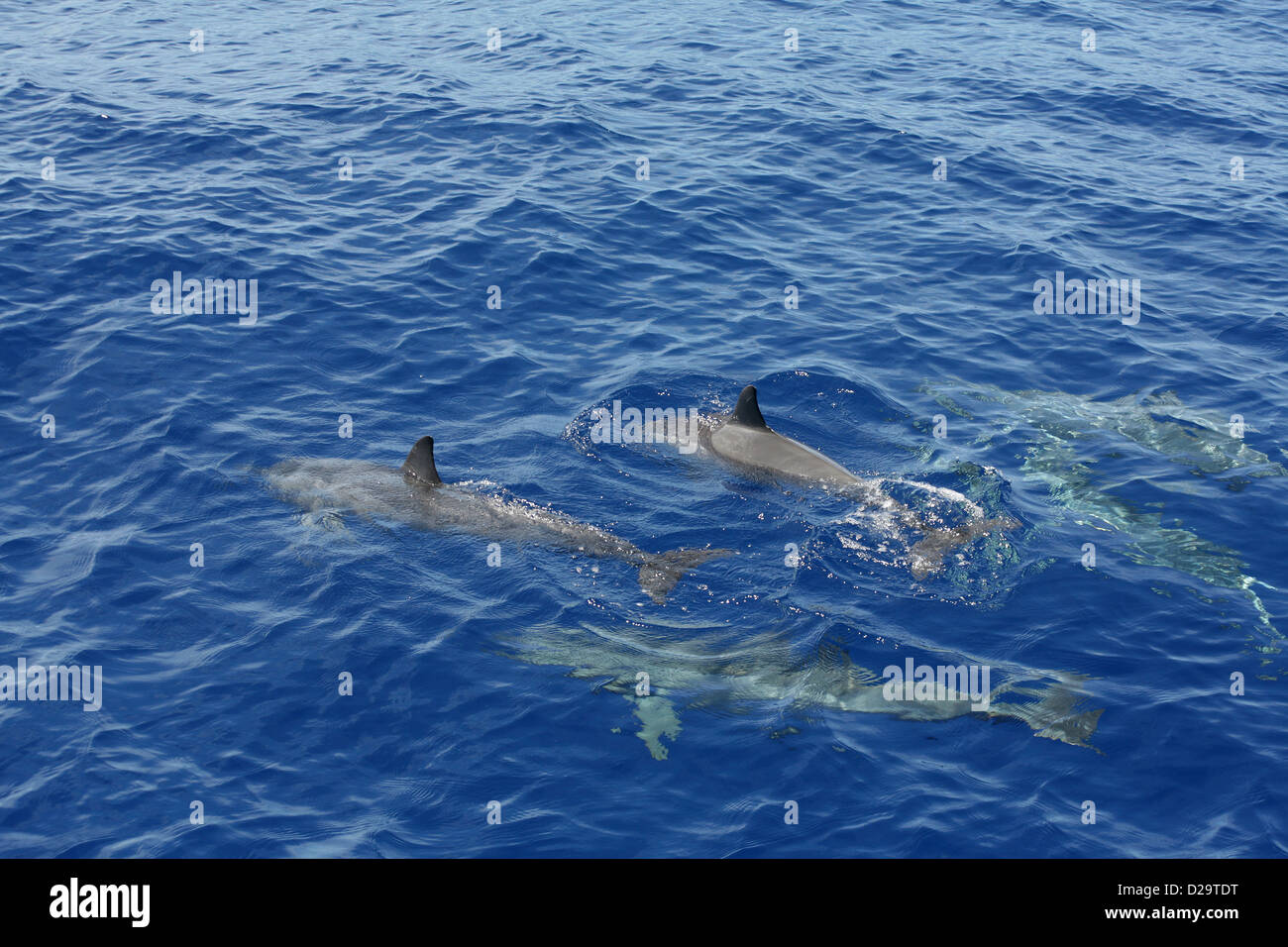 La Gaulette, Mauritius, dolphins accompany a catamaran cruise to the Islands Benitiers Stock Photo