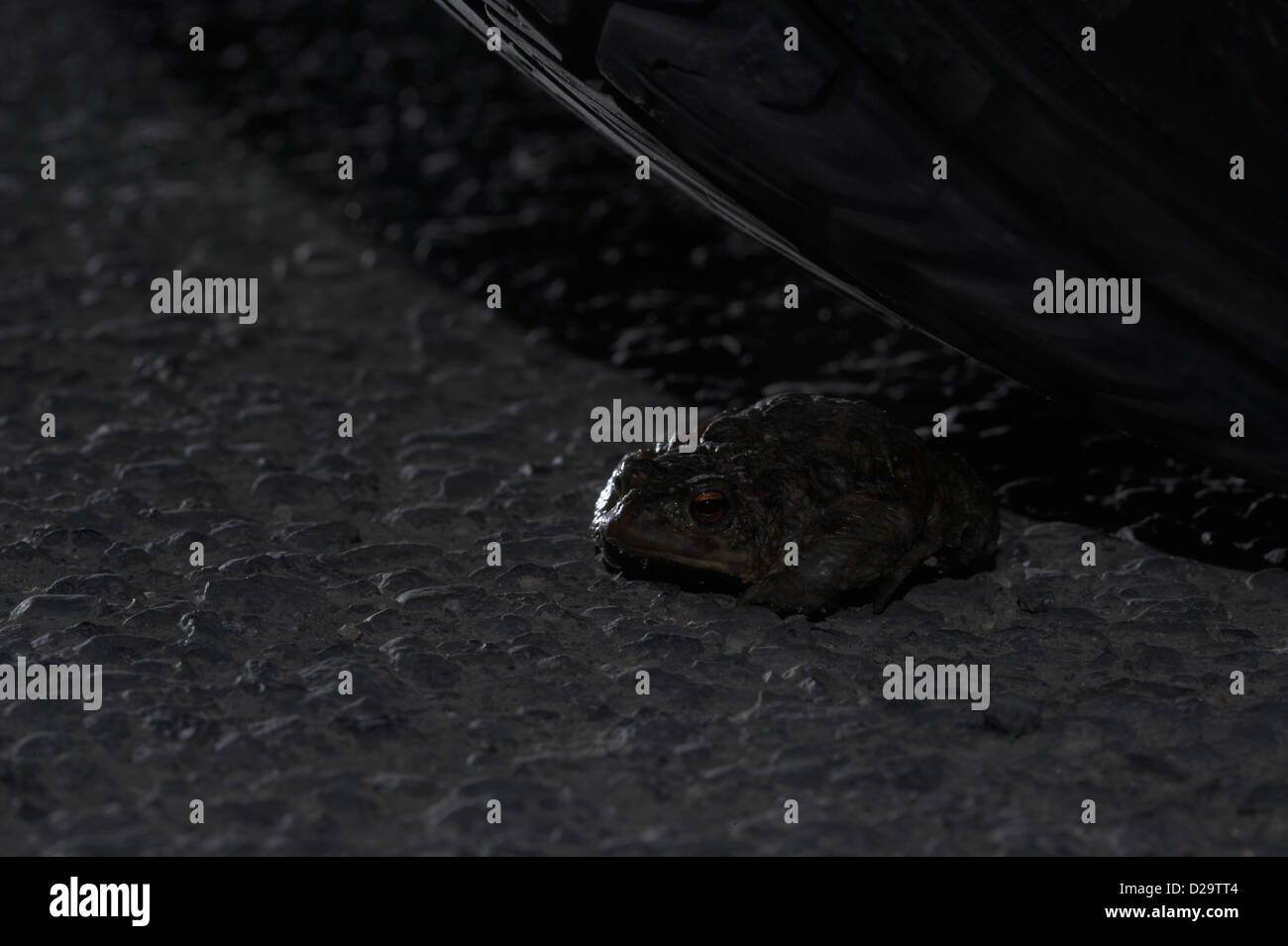 Common toad, bufo bufo, beneath the wheel of a car on busy main road Stock Photo