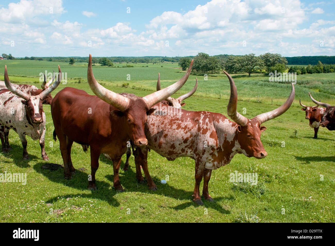 Longhorn Cattle, Wisconsin Stock Photo