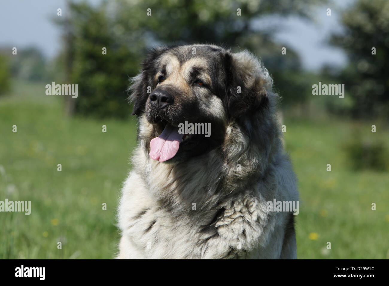 8 sarplaninac cheap puppies for sale