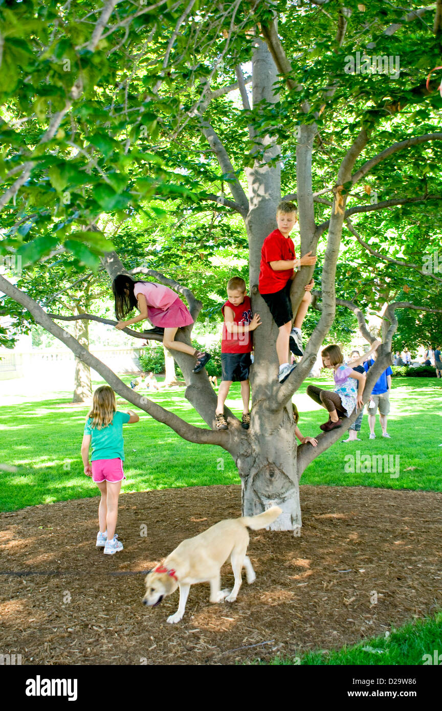 Children Climbing Tree Stock Photo